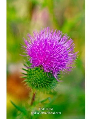 Pretty Prickly
