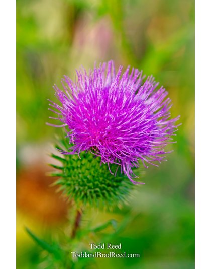 Pretty Prickly