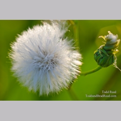 Natures Bling