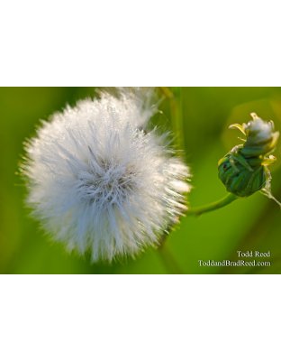 Natures Bling