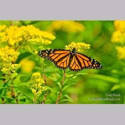 Monarch Morning