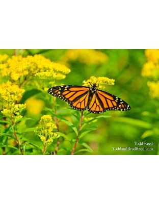 Monarch Morning