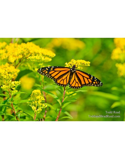 Monarch Morning