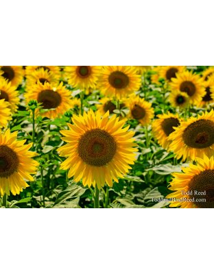 Sunshine