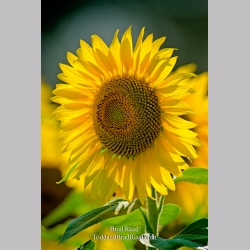 Stakenas Sunflower