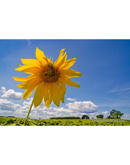 Pinwheel
