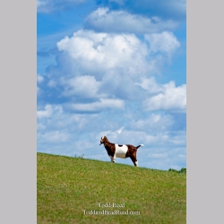 Hill Top Goat