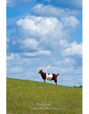 Hill Top Goat