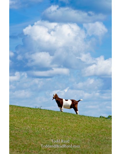 Hill Top Goat