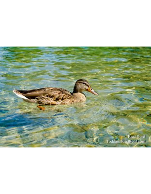 Torch Lake Mallard