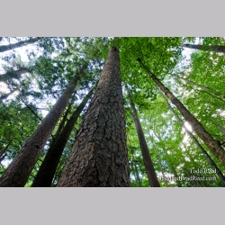Towering Timber