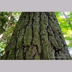 White Pine Giant