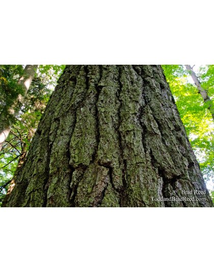 White Pine Giant