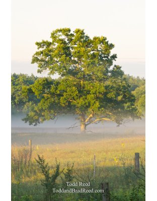 Grand Morning