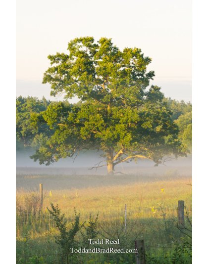 Grand Morning