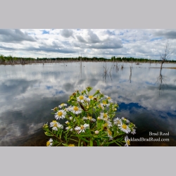 Nature\'s Bouquet