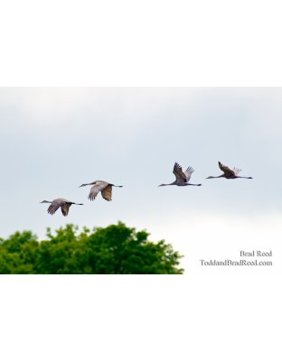 Crane Migration