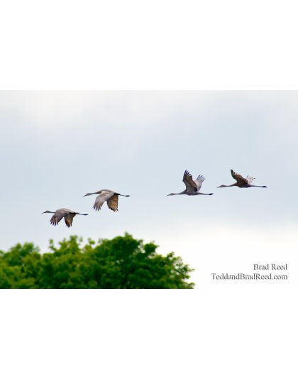 Crane Migration