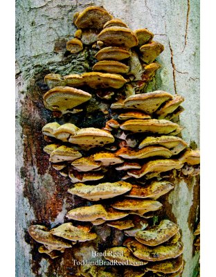 Fungus Art