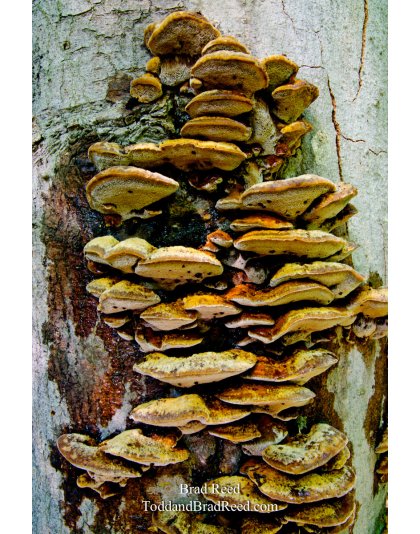 Fungus Art