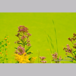 Pretty Pond