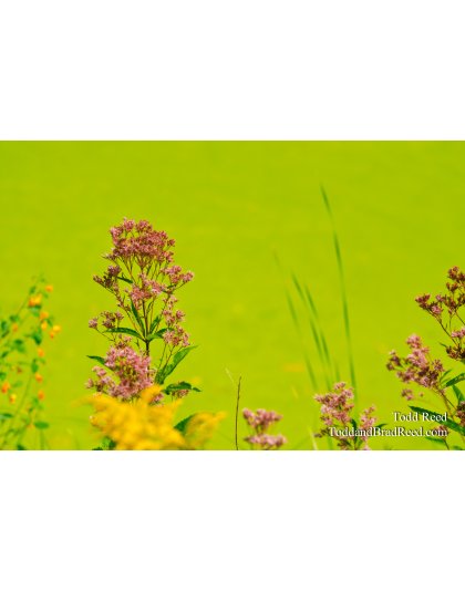 Pretty Pond