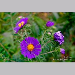 Pretty in Purple