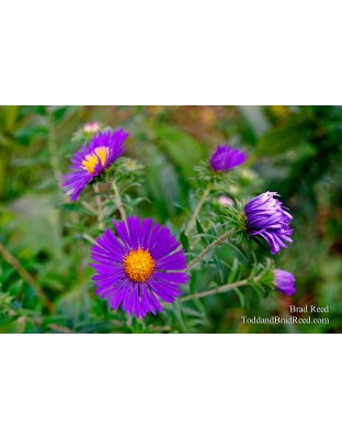 Pretty in Purple