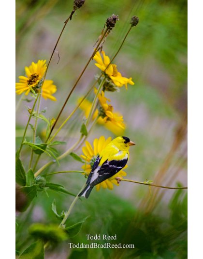 Canary Yellow