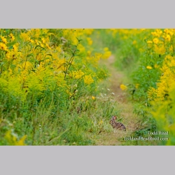 Bunny Trail