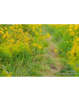 Bunny Trail