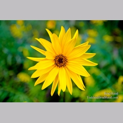 A Jerusalem Artichoke