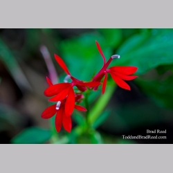 Cardinal Flowers in Michigan