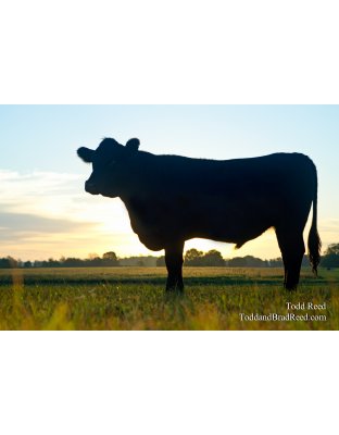 Bull