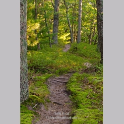 Wilderness Trek