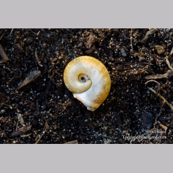 A Snail\'s Pace