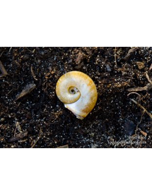 A Snail's Pace