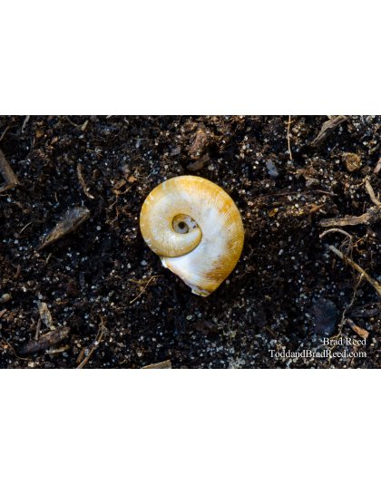 A Snail's Pace