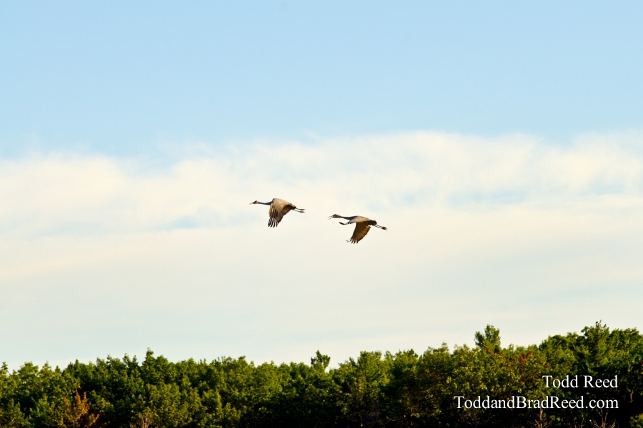 Cranes in the Wilderness