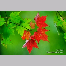 Maple Morning