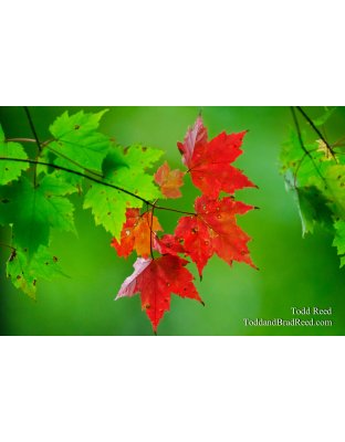 Maple Morning