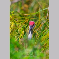 Hidden Standout