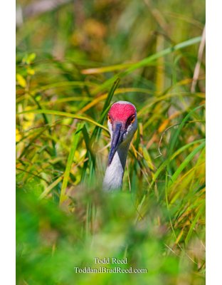Hidden Standout