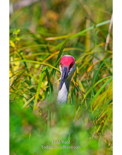 Hidden Standout