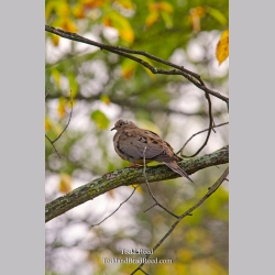 Dove Bar