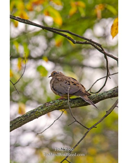 Dove Bar