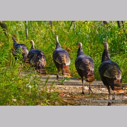 Turkeys on Parade