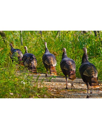 Turkeys on Parade