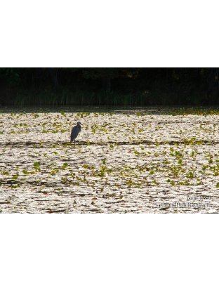 Heron Stakeout