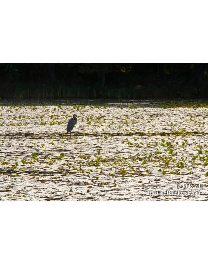 Heron Stakeout